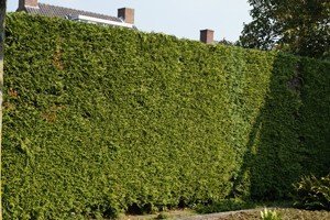 Alles uber die thuja