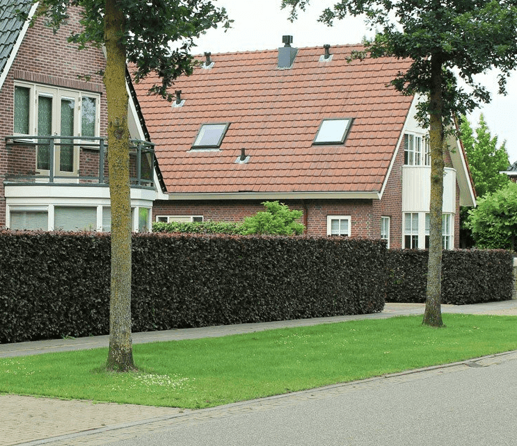 buchenhecke-stark-zuruckschneiden