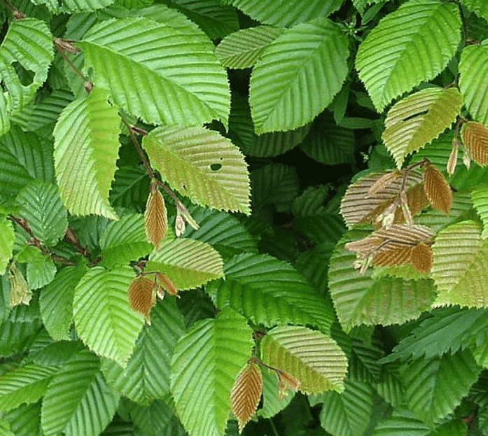 wann-baume-schneiden