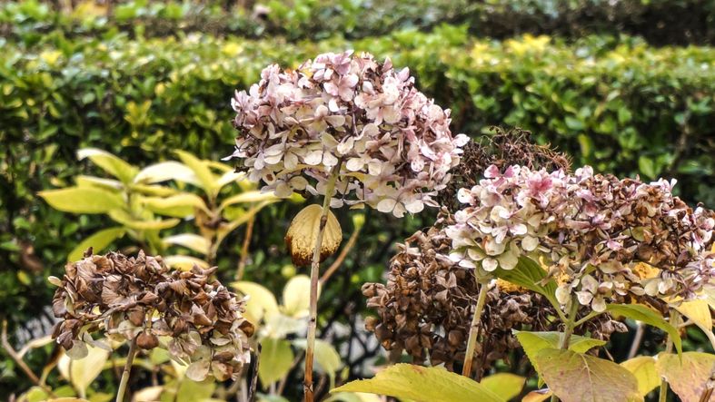 Wann sollte man braune Blüten von Hortensien abschneiden?