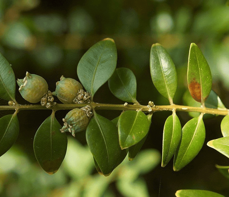 wann-buchsbaumhecke-zurueckschneiden