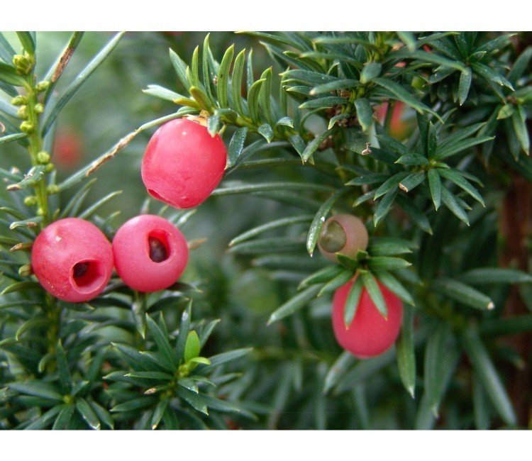 Die schönsten Ideen für Eibe im Garten