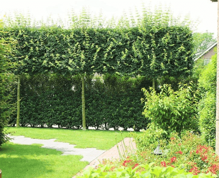 Immergrüne Bäume für kleine Gärten 