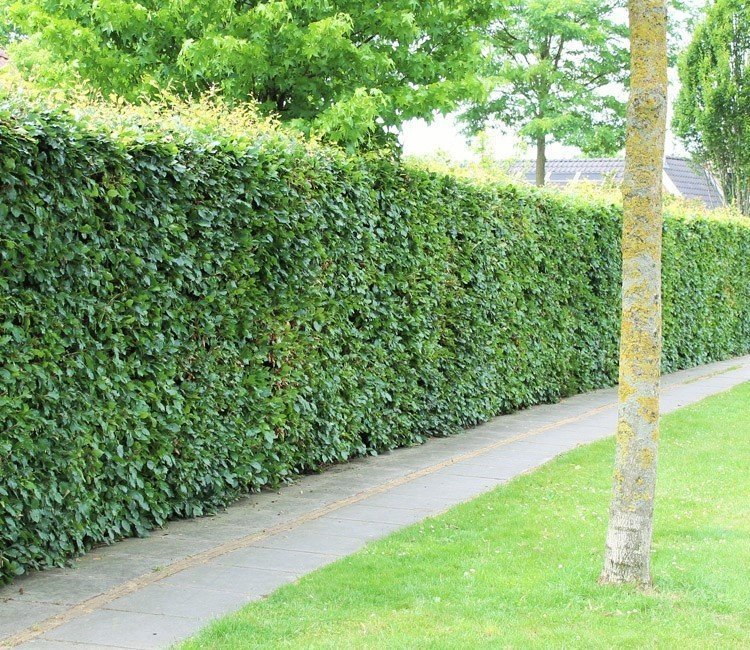 Gute Gründe für eine Hecke im Garten