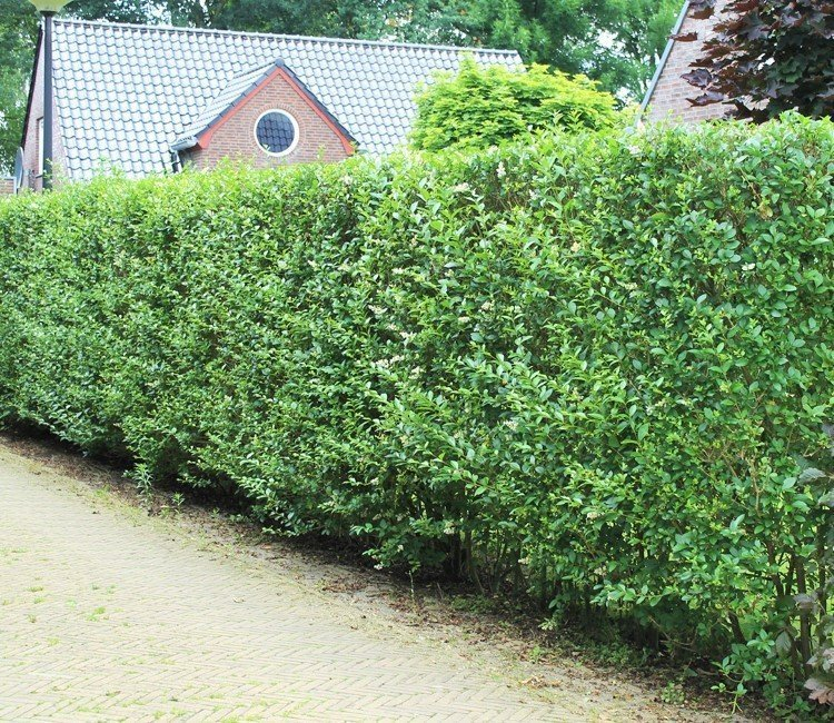 schnellwachsende-immergrune-hecke