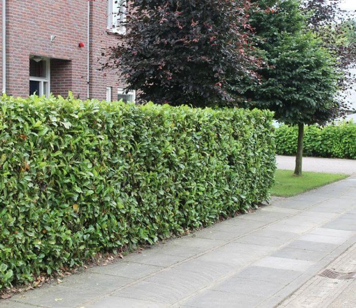 Ideen für einen natürlichen Sichtschutz im Garten