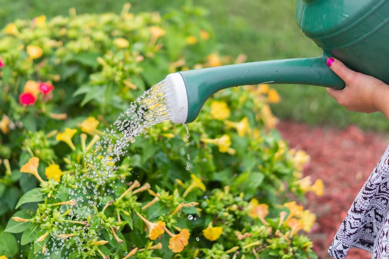 Wann ist die beste Zeit, den Garten zu gießen