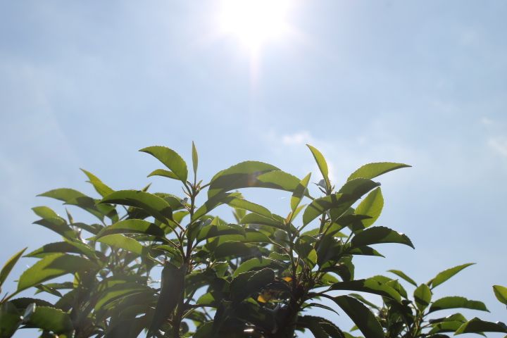 Wie schütze ich meinen Garten vor Trockenheit