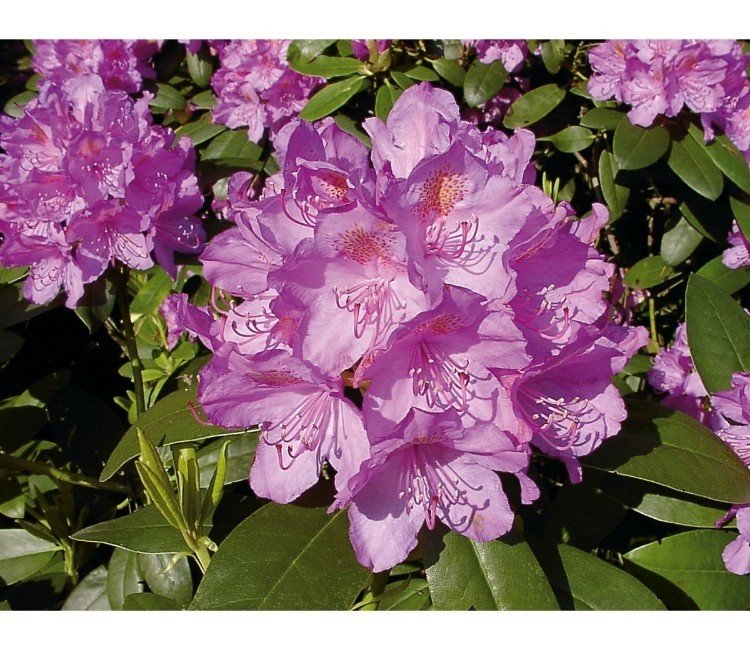 Wann kann ich einen Rhododendron pflanzen?