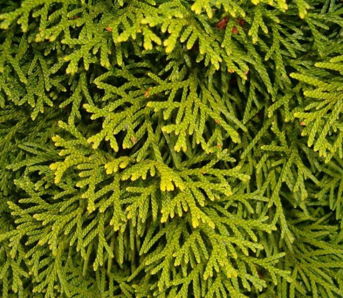 Der Lebensbaum Smaragd als Hecke im Garten