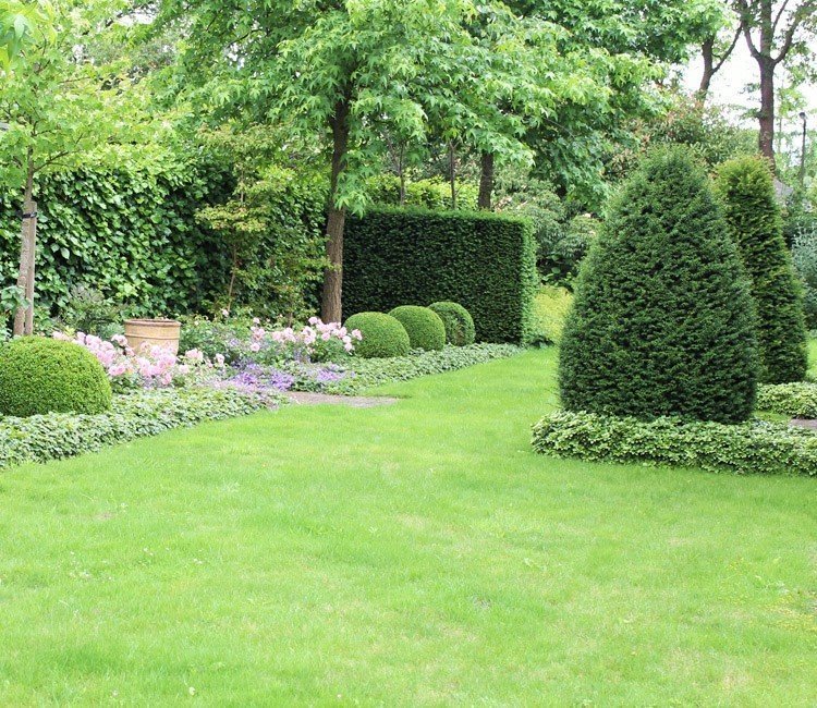 Pflegeleichte Heckenpflanzen für Gartenmuffel