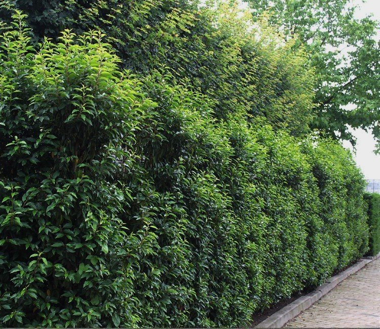 Schnell wachsende Sträucher für eine blickdichte Hecke
