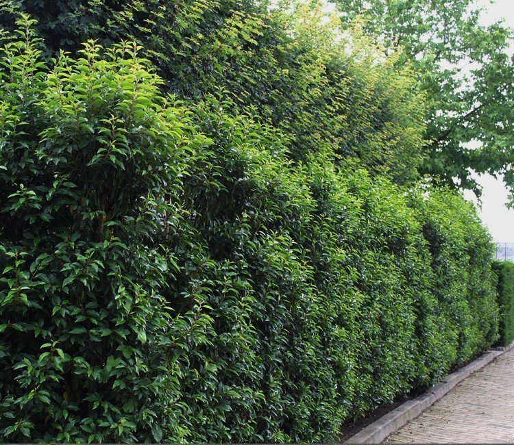 Schnell wachsende Sträucher für eine blickdichte Hecke