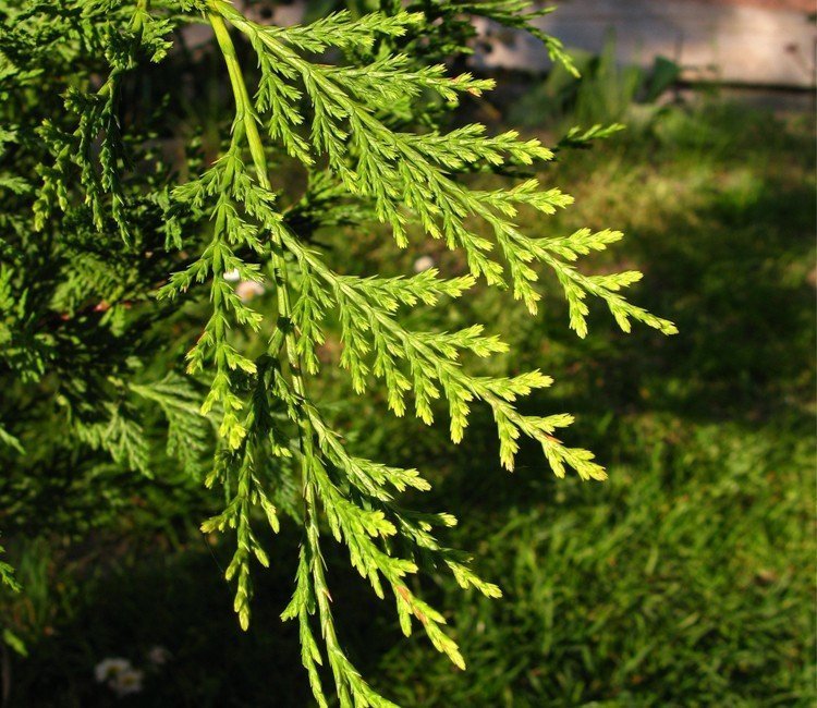 4 schnellwachsende Koniferen für eine blickdichte Hecke ohne Warterei