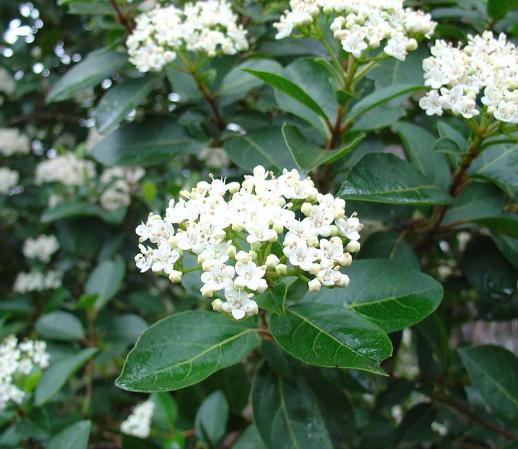 viburnum-tinus