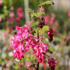Blut-Johannisbeere 'King Edward VII'