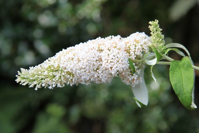 Schmetterlingsstrauch 'White Profusion'