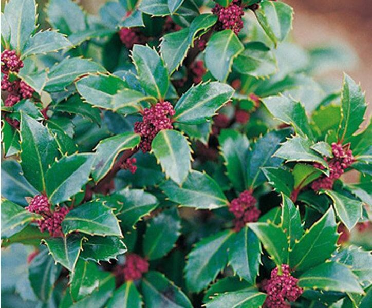 Die Stechpalme Heckenstar (Ilex meserveae) ist eine winterharte Pflanze. Sie ist männlich und trägt keine Beeren.