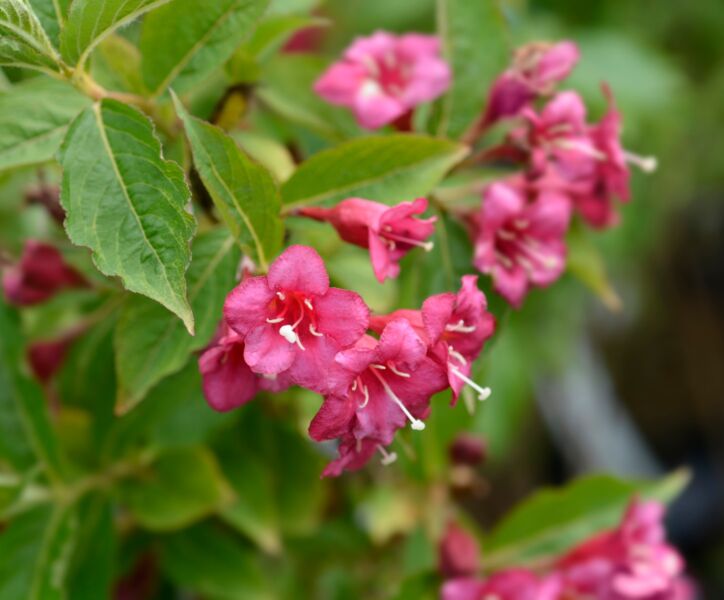 Weigela 'Bristol Ruby'Weigelie 'Bristol Ruby' Hecke