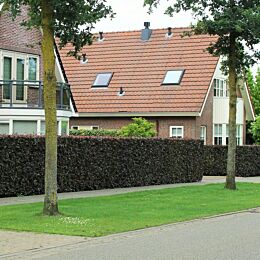 Blutbuchenhecke