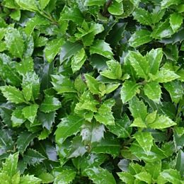 Stechpalme Ilex Meserveae
