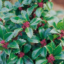 Stechpalme Ilex Heckenstar