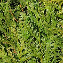 Lebensbaum Atrovirens