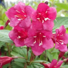 Weigelie 'Bristol Ruby'