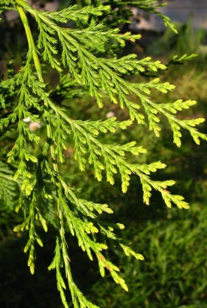 Grüne Leyland-Zypresse (Cupressocyparis Leylandii)