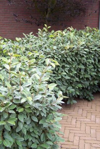 Wintergrüne Ölweide (Elaeagnus ebbingei) – grüne Hecke kaufen