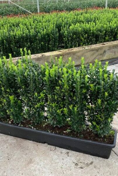 Der Japanische Spindelstrauch (Euonymus japonicus) Jean Hugues ist eine gute Alternative für den Buxus.