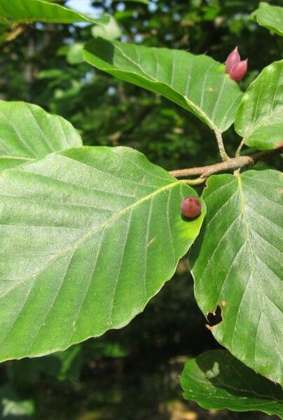 Blätter der Rotbuche (Fagus sylvatica) 