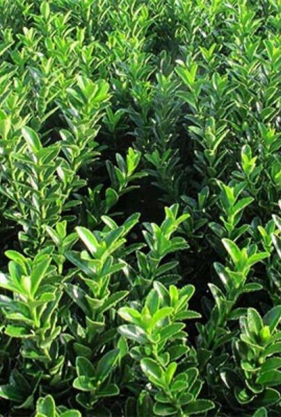 Japanischer Spindelstrauch ‘Jean Hugues’ (Euonymus japonicus ‘Jean Hugues’) 
