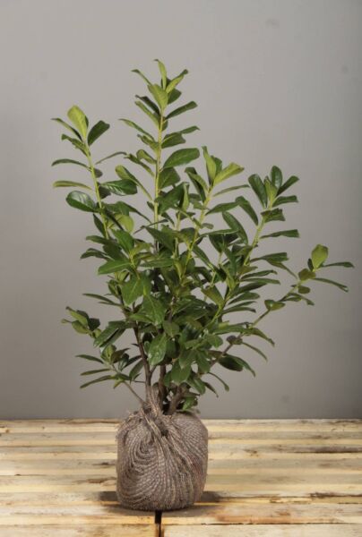 Kirschlorbeer-Rotundifolia-Wurzelballen-60-80