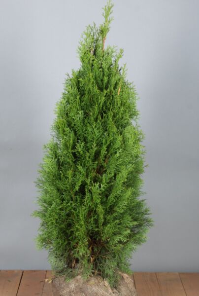 Lebensbaum-Smaragd-Wurzelballen-80-100