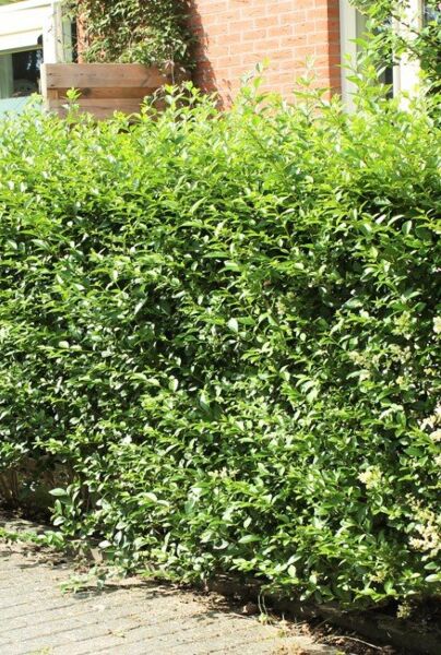 Liguster (Ligustrum vulgare) Atrovirens Hecke