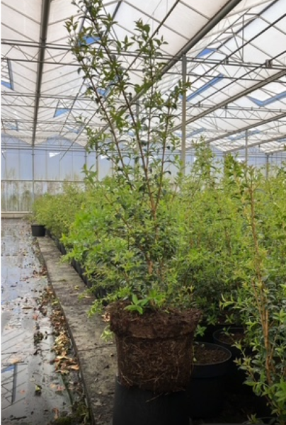 Osmanthus-Burkwoodii-Topf-60-80