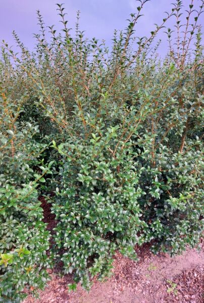 Osmanthus 'Burkwoodii' Wurzelballen 150-175 cm