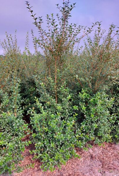 Osmanthus-Burkwoodii-Wurzelballen-175-200