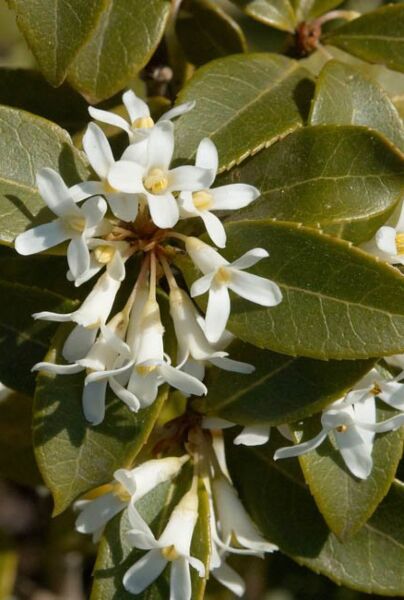 Frühlingsduftblüte (Osmanthus Burkwoodii) 