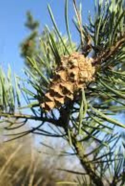 Waldkiefer, Rotföhre, Waldföhre (Pinus sylvestris)