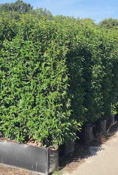 Portugiesischer Kirschlorbeer Fertighecke 150+ cm HeckenTotal