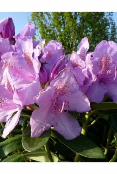 Rhododendron-Catawbiense-Boursalt-ALG INZ