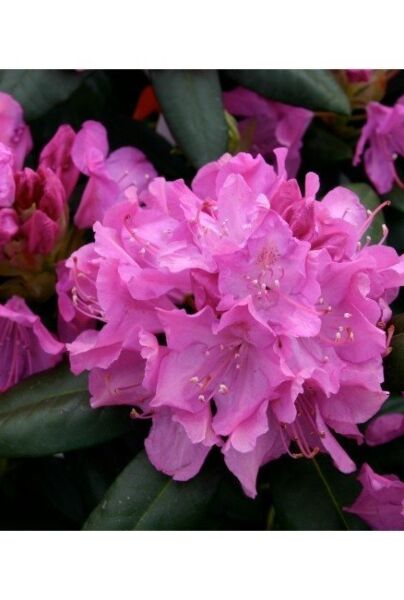 Rosa Blüte des Rhododendron catawbiense 'Roseum Elegans'