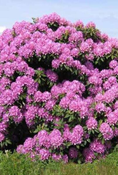 Rhododendron catawbiense 'Roseum Elegans' als Strauch