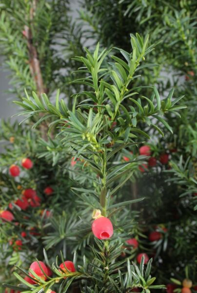 Taxus Media ‘Hicksii‘ kaufen