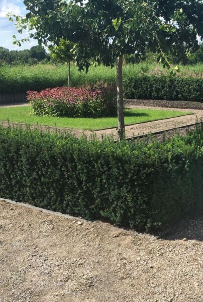 Becher-Eibe (Taxus Media) Hillii - niedrige Hecke kaufen 