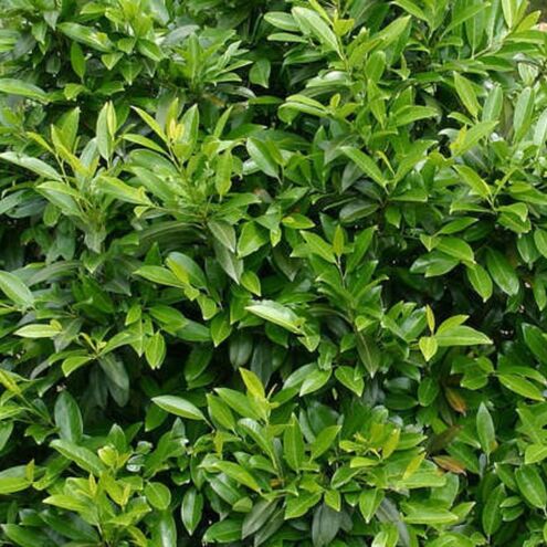 Kirschlorbeer 'Herbergii'