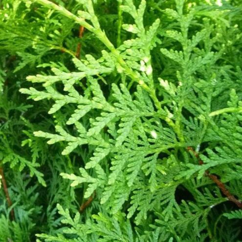 Lebensbaum 'Brabant'