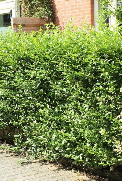 Wintergrüner Liguster (Ligustrum vulgare) Atrovirens Hecke kaufen